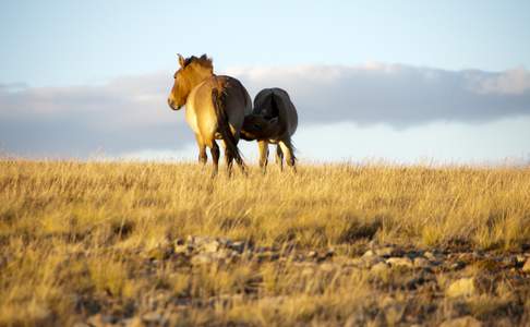 Prezwalskipaarden zijn de enige wilde paarden ter wereld